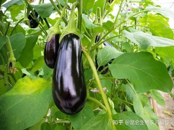 茄子怎么使用矿源黄腐酸钾长势好茄子定植后冲施矿源的作用