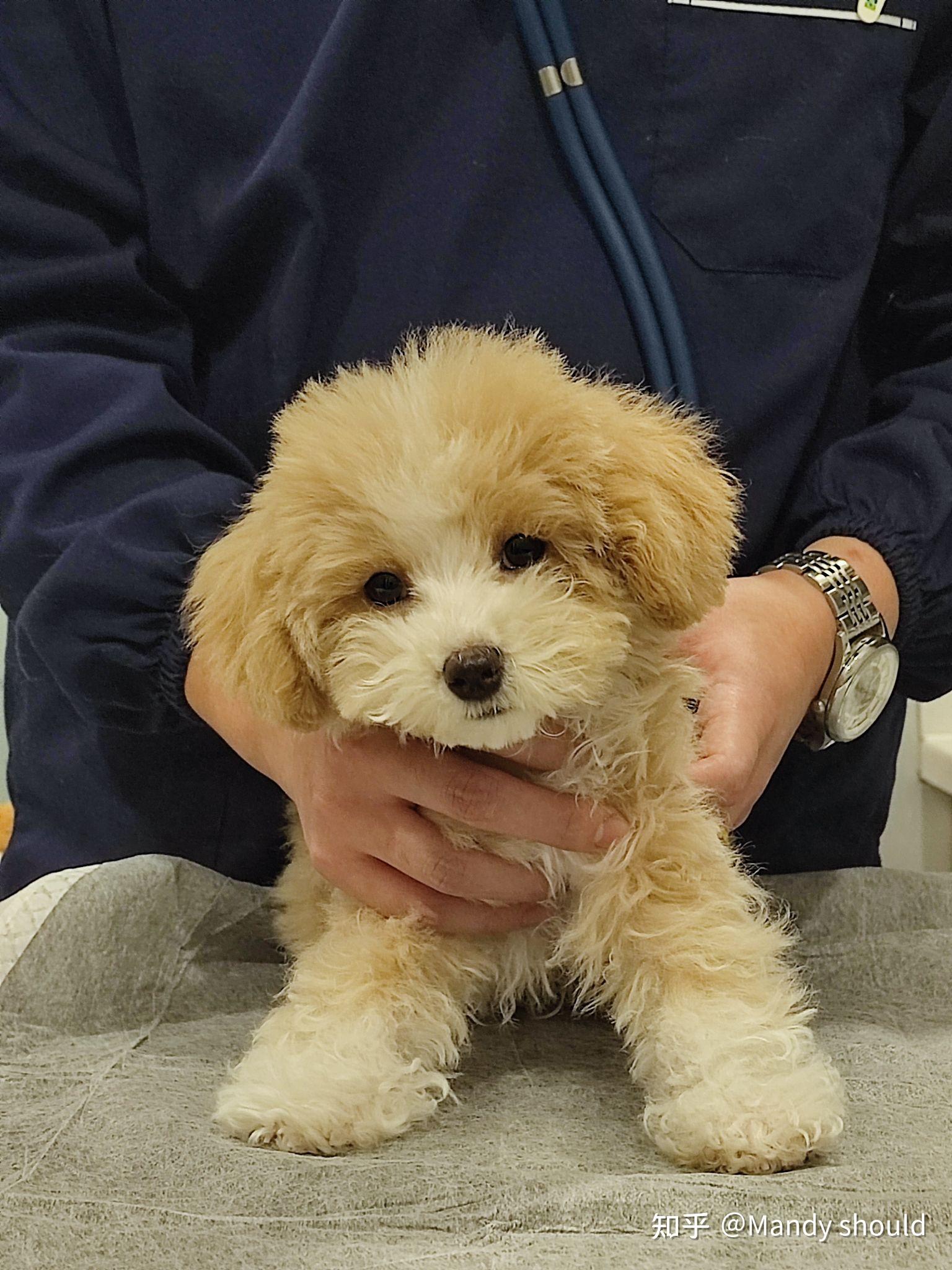 白色比熊跟棕色泰迪会串出什么样的狗