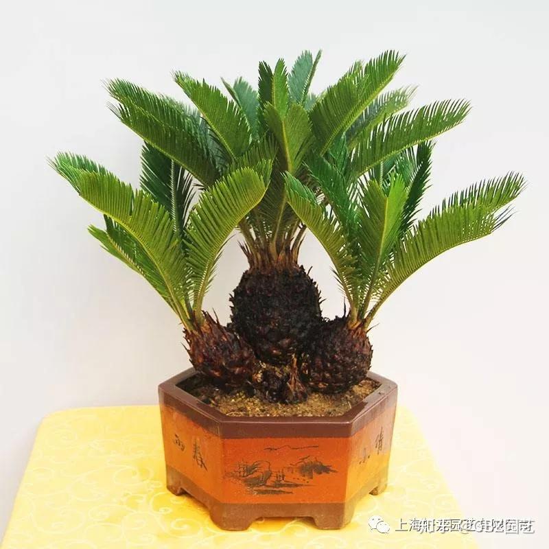 铁树养护知识 - 知乎