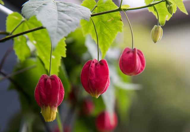 这五种 灯笼花 好看又好养 不养一盆亏大了 知乎