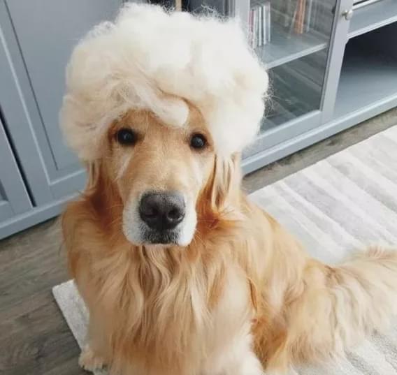 金毛戴上假发神似黄渤,网友:就…挺秃然的