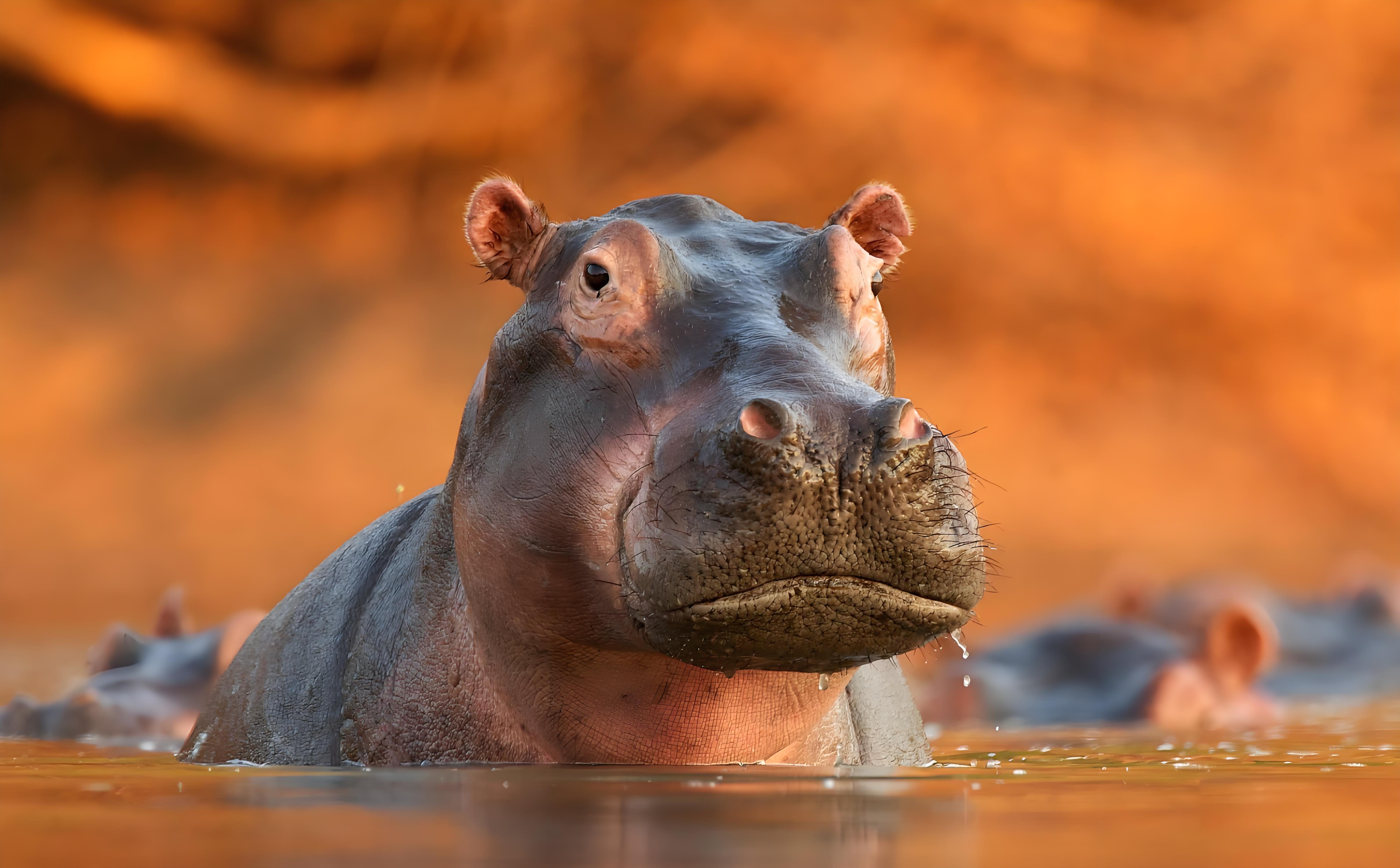 娇滴滴的萌妹纸河马,水路两不栖动物