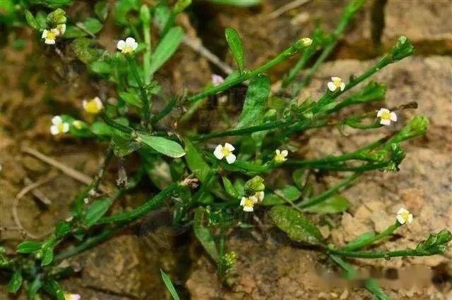 【植物界全系列】菊亚科—向日葵族(七):金钮扣 - 知乎