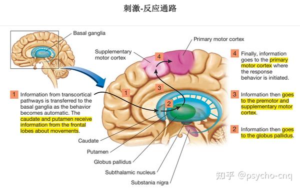 学习与记忆 - 知乎