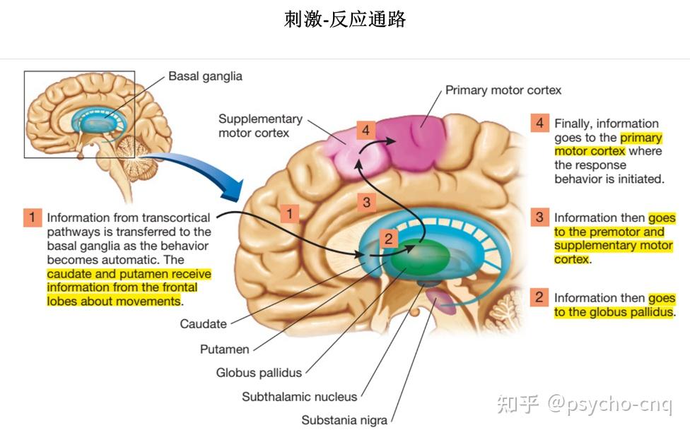 学习与记忆 - 知乎