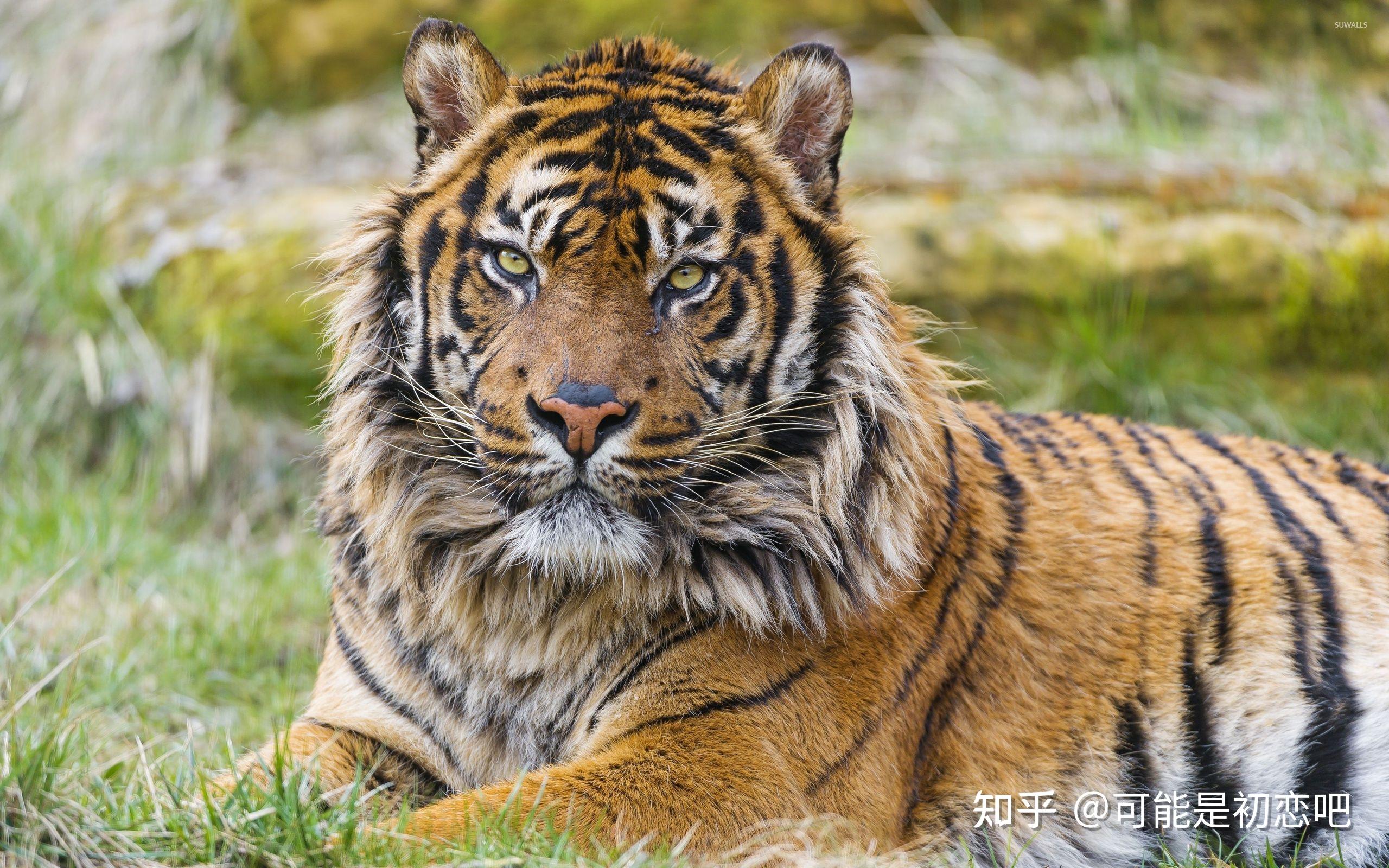 【一声怒吼 万兽皆臣服】 万兽之王 —虎!