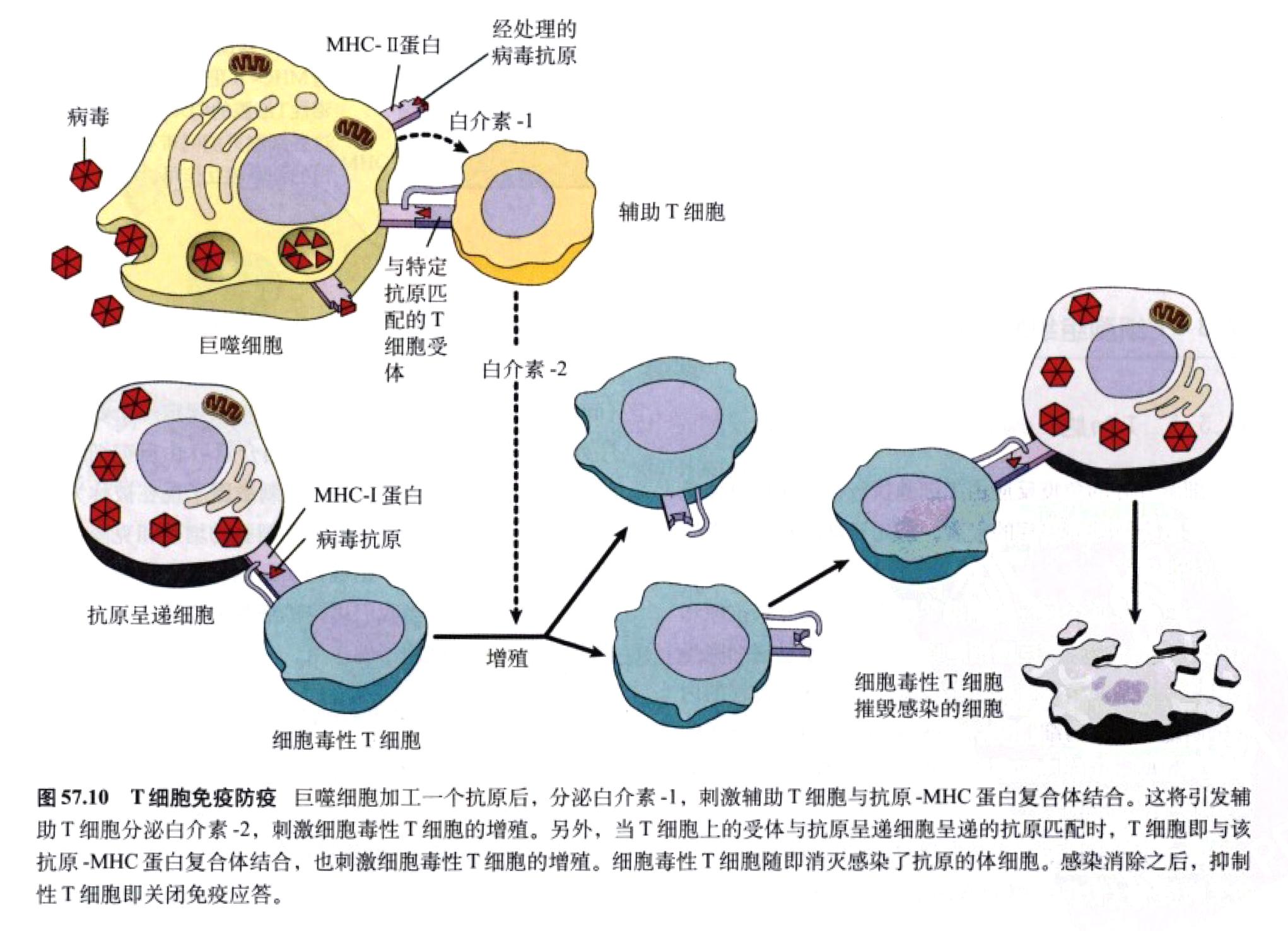 动物系统精讲七免疫系统