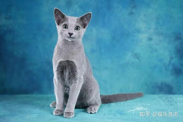 世界"三大"蓝猫了解一下!看看你最喜欢哪个?