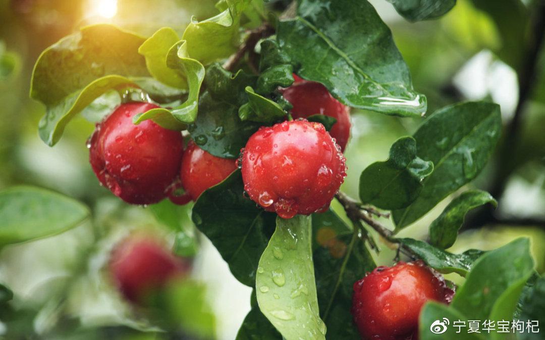 新品针叶樱桃c味是什么味