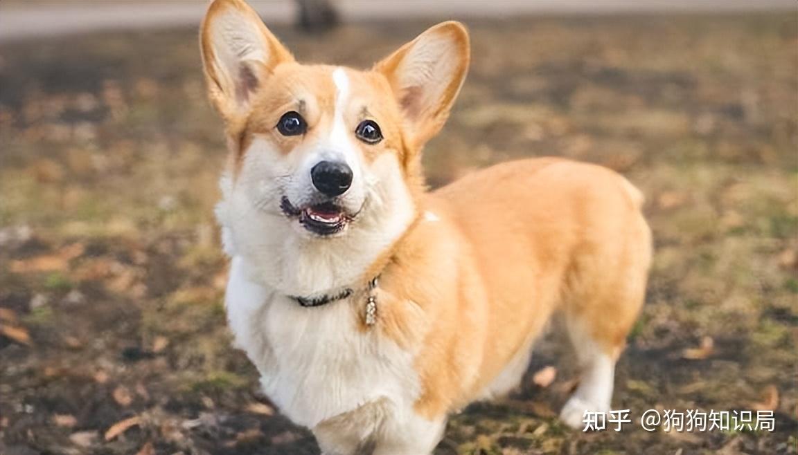 “柯基犬”的9大优缺点，看完后，你想养一只吗？ - 知乎