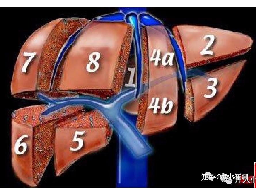 肝臟s8在哪裡小崔哥為您講解肝臟解剖位置