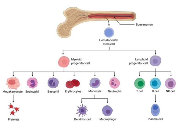 癌症遗传依赖性(cancer genetic dependency)漫谈- 知乎