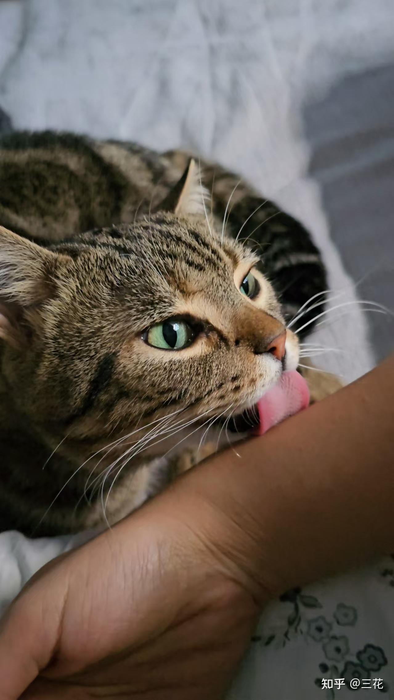 摸猫时猫咪舔我,是表示爱我吗? - 知乎