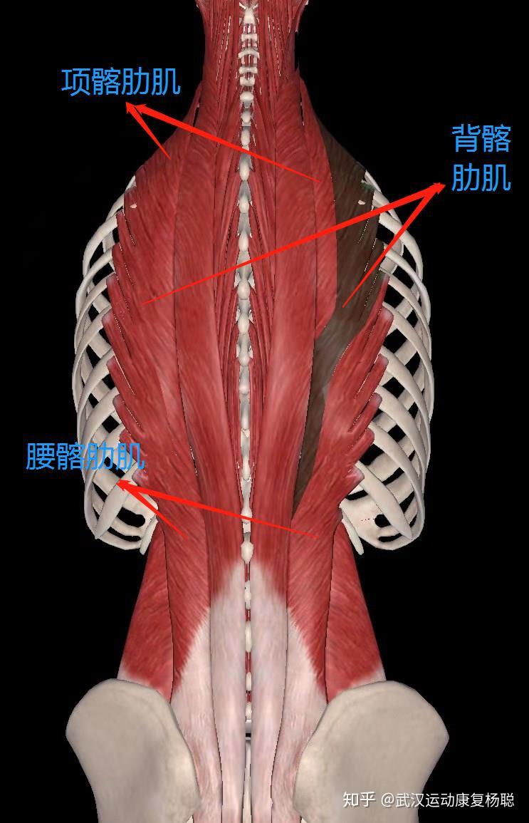 竖脊肌拉伤有什么康复训练的动作