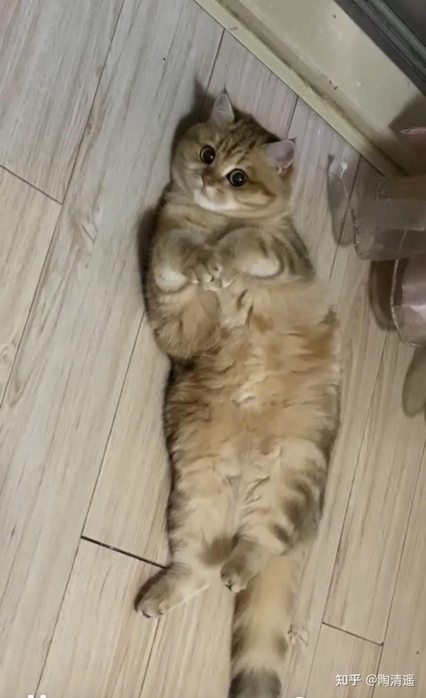 这只金虎斑28k的话价格怎么样