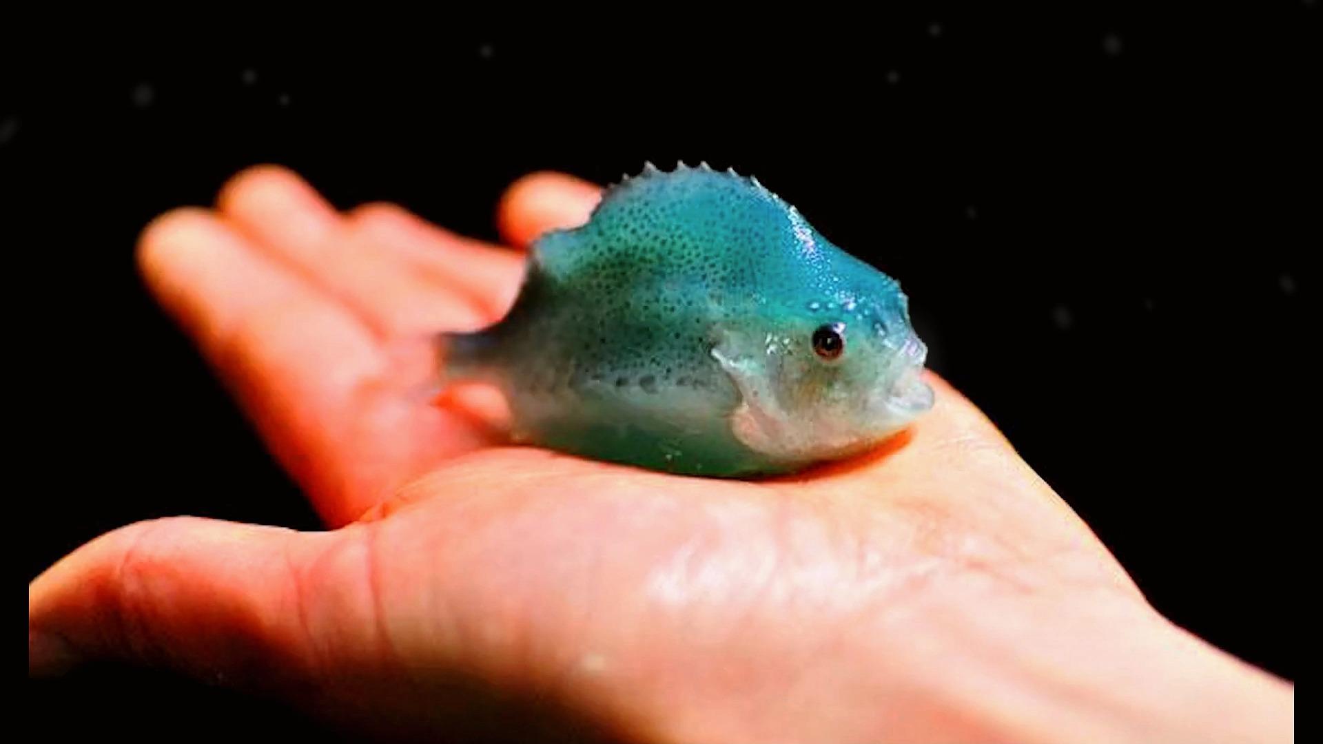 一只便宜又可爱的圆鳍鱼你养过吗