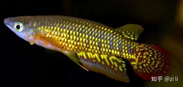 草缸不是只能养灯鱼 这37种鳉鱼观赏度爆表 知乎
