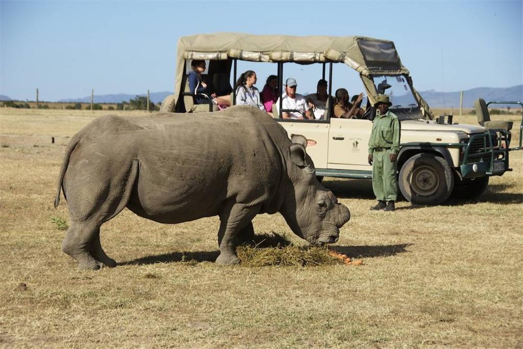 暑假亲子推介去100次动物园也不如去1次肯尼亚