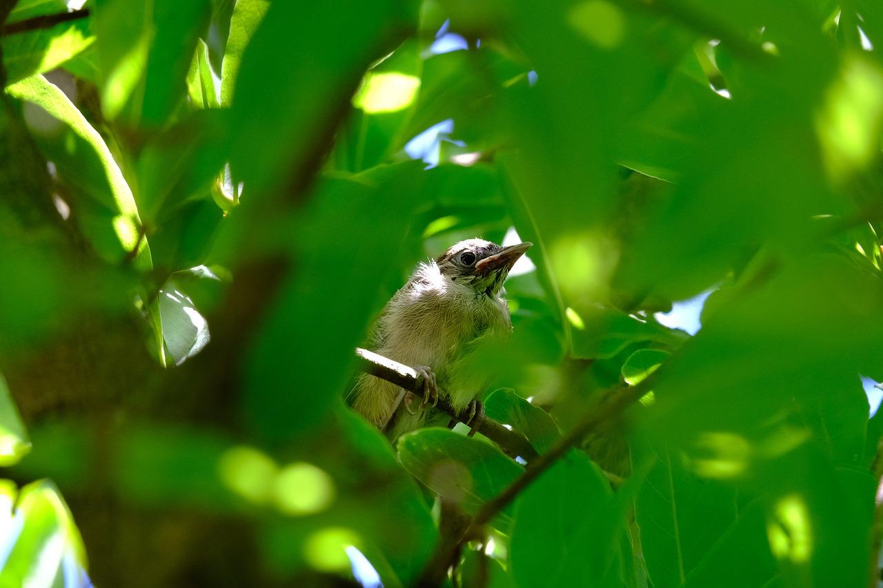 4. 退毛阶段特点