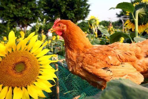 v2-f3a3b923777ec13af38190b8625a41fd_1440w.jpg?source=172ae18b