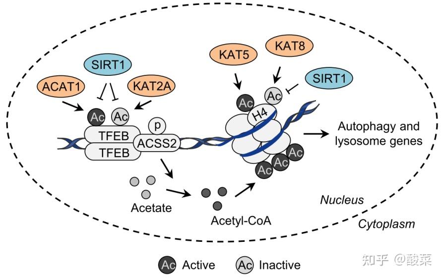 关于细胞自噬？ - 知乎