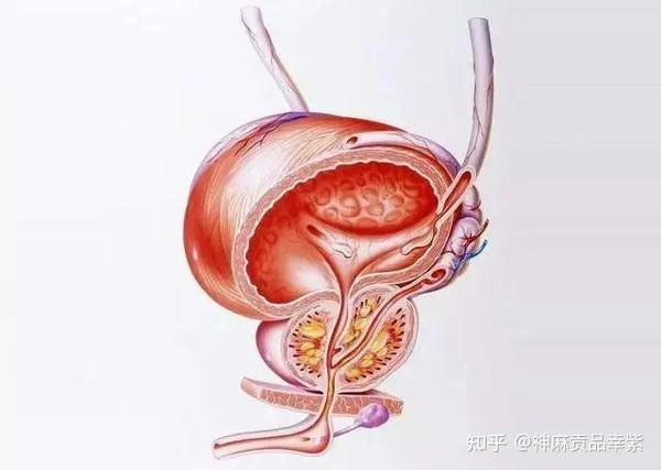 前列腺增生的症状有哪些 什么时候开始 要注意前列腺增生问题 知乎