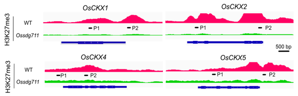 ChIP-seq/DAP-seq/ATAC-seq/CUT&Tag结果可视化-IGV使用攻略 - 知乎