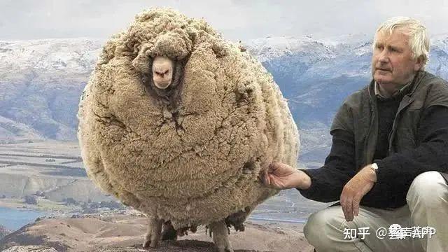 有哪些以羊为主角的绘本?为什么羊会成为诸多绘本的主角呢？ - 知乎
