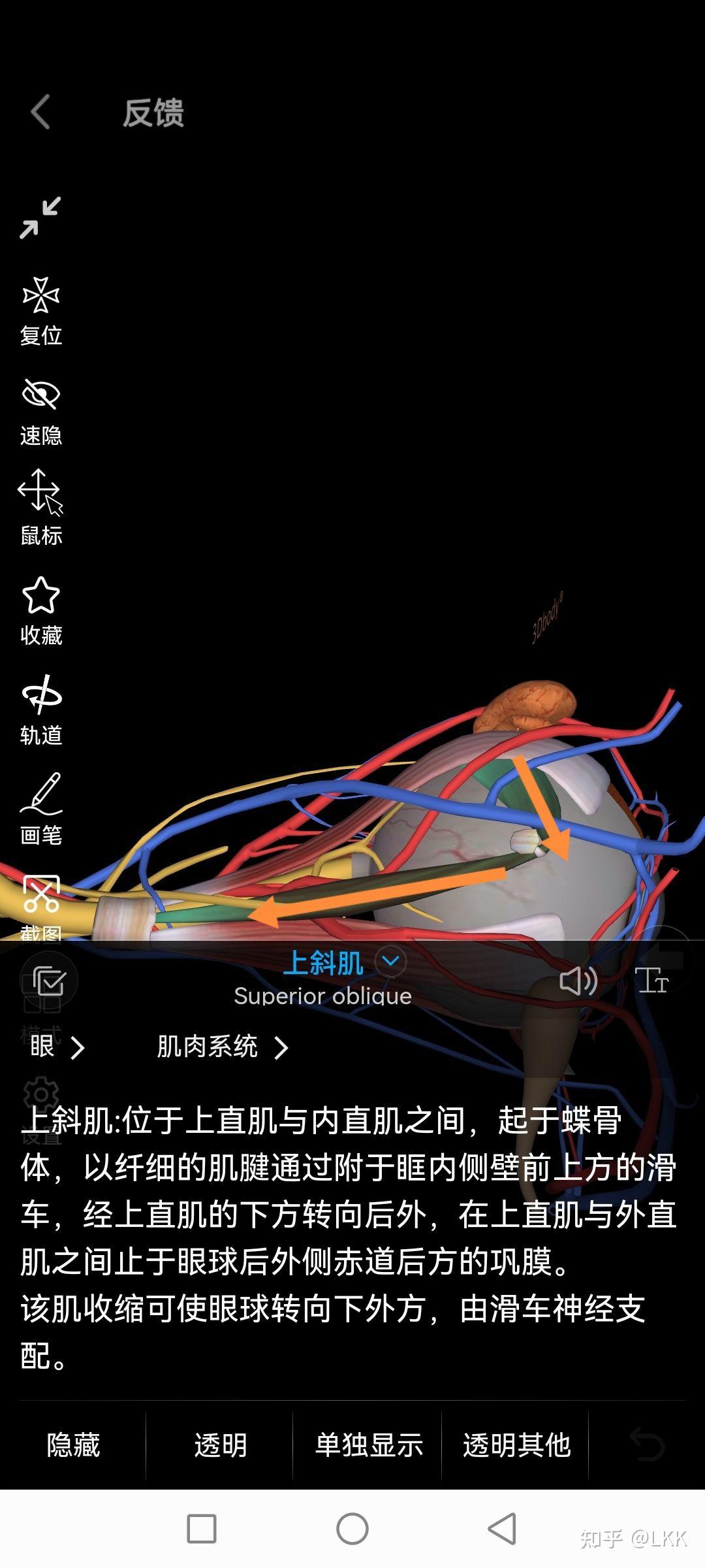 为什么上斜肌使眼球向下外方向下斜肌使眼球向上外运动