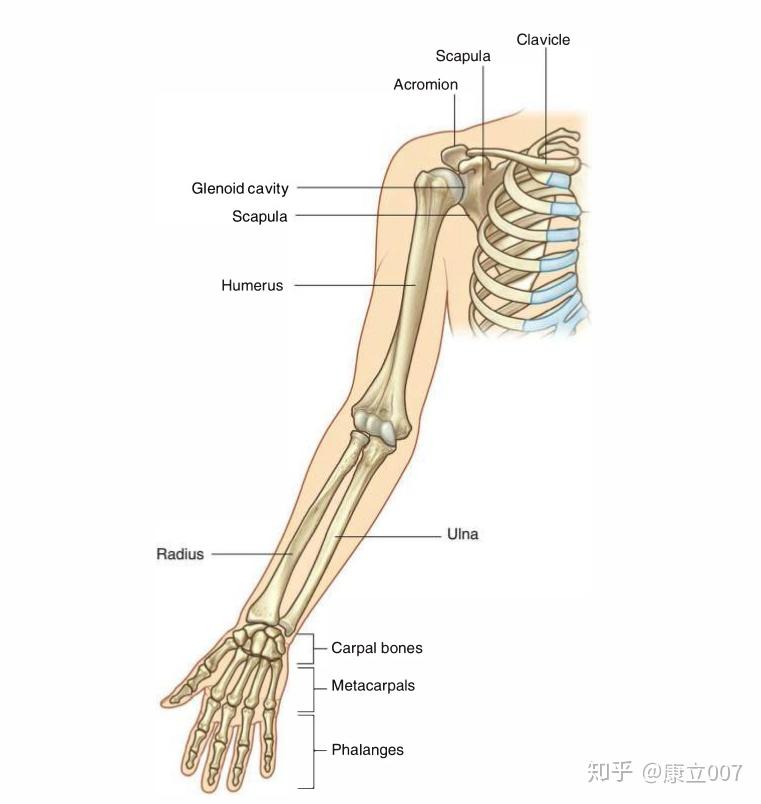 肱骨怎么读图片