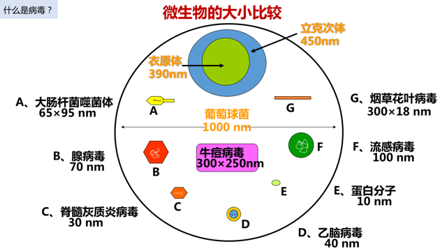 下面我们比较一下病毒和细菌的大小.