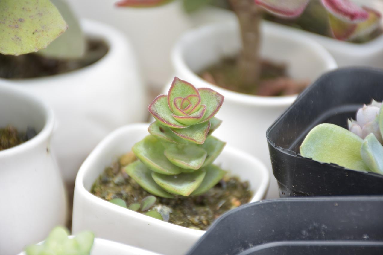 3. 叶插土壤选择