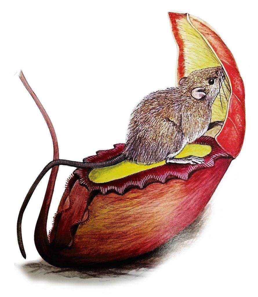 猪笼草的特点是什么(猪笼草真的是植物吗)插图(2)