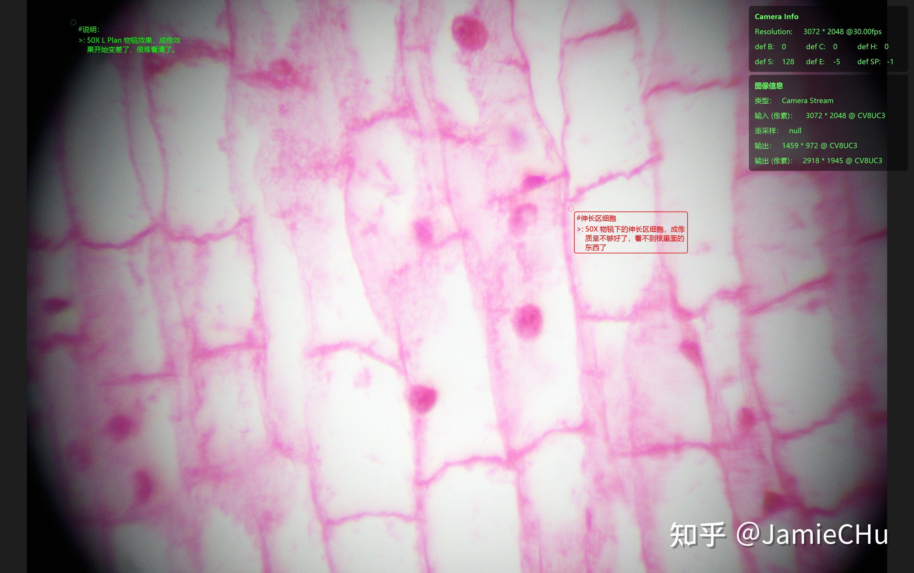 玉米根尖纵切手绘简图图片