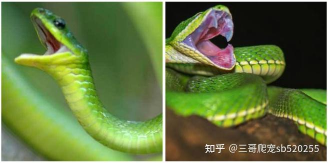翠青蛇和竹叶青的区别图片【鉴定】