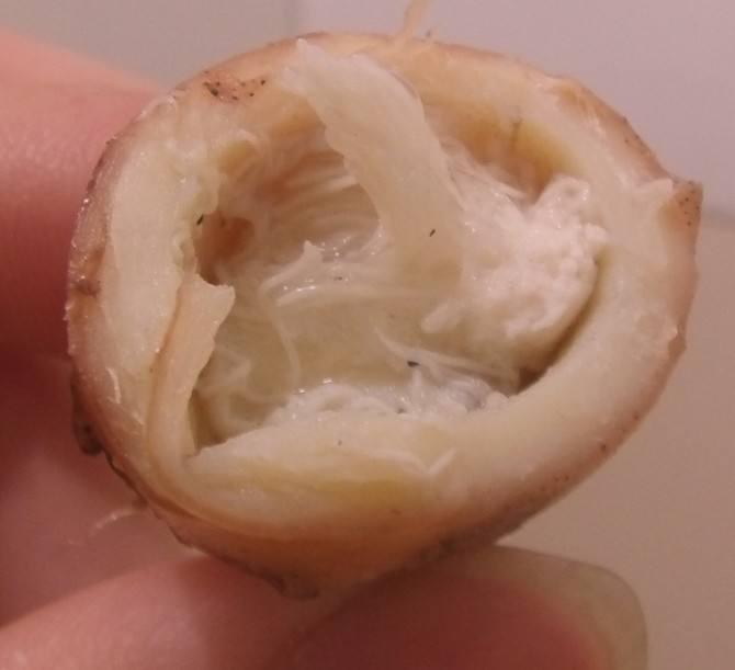 幸好章鱼有个屁股