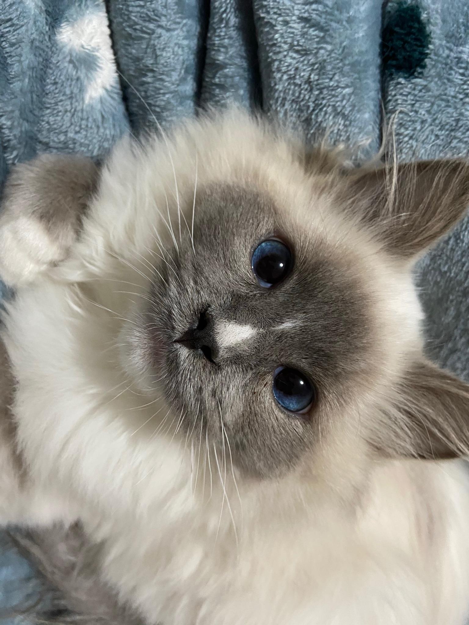 你见过颜值最高的蓝手套色布偶猫是什么样子?