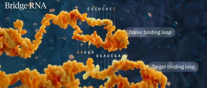 Science重磅 | 桥接重组酶实现0.92 Mb超大规模基因组编辑 - 知乎