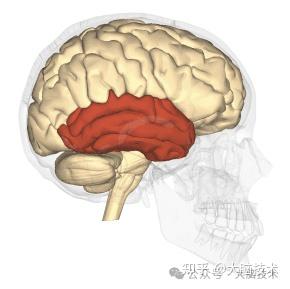 大脑基础知识:大脑颞叶的位置、结构和功能 - 知乎