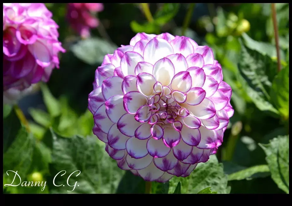 一起来认识下墨西哥国花品种繁多的大丽花