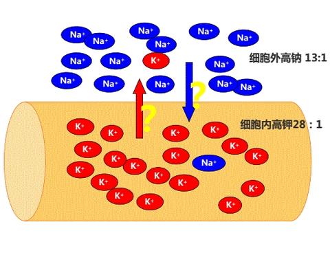 静息电位下，让钾离子外流的电化学驱动力是如何产生的（分析过程）？ - 知乎