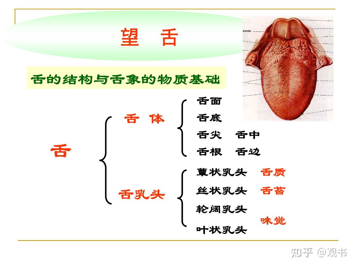 中医舌诊详解 - 知乎