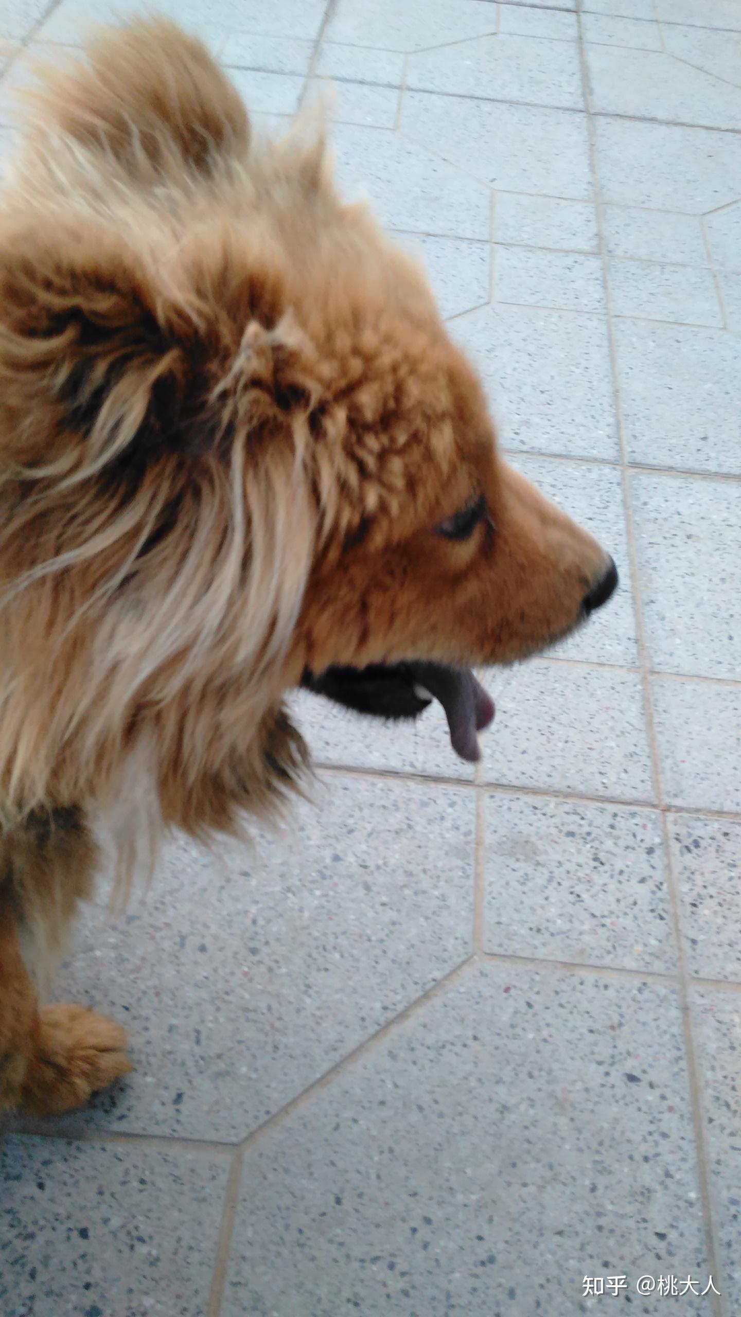 有谁知道金色的萨摩耶长什么样子