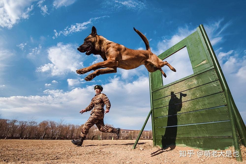 爱犬八一图片