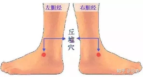 分佈著足背中間皮神經分支及腓淺神經分支.