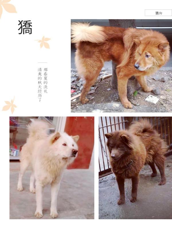 本犬纲目（中国本土狗品种大全) - 知乎