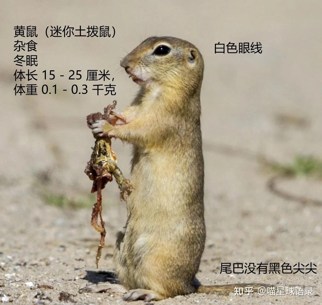 黑尾土拨鼠、旱獭、黄鼠:选择适合你的宠物 - 知乎