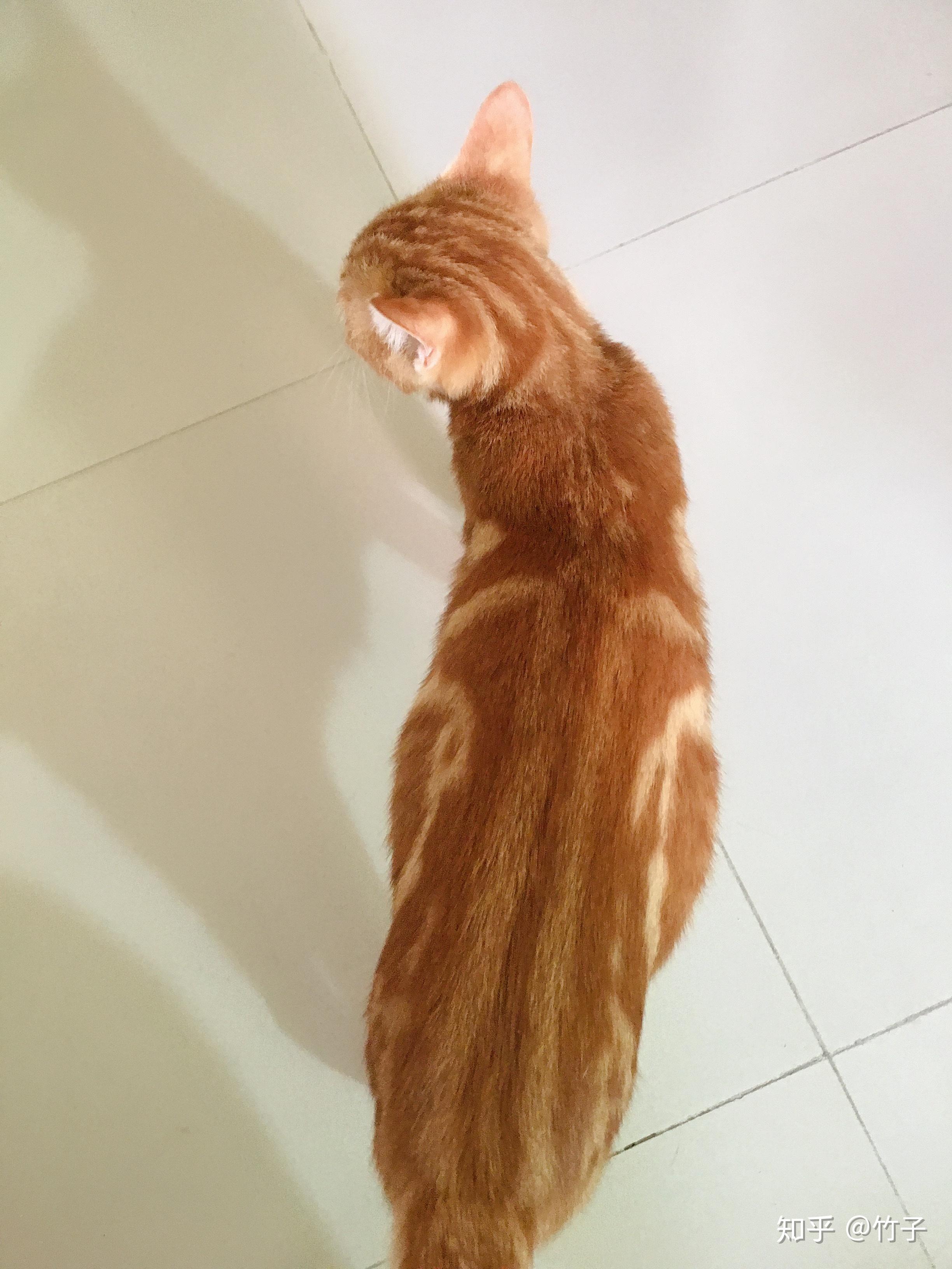 为什么美短红虎斑(加白)那么冷门?