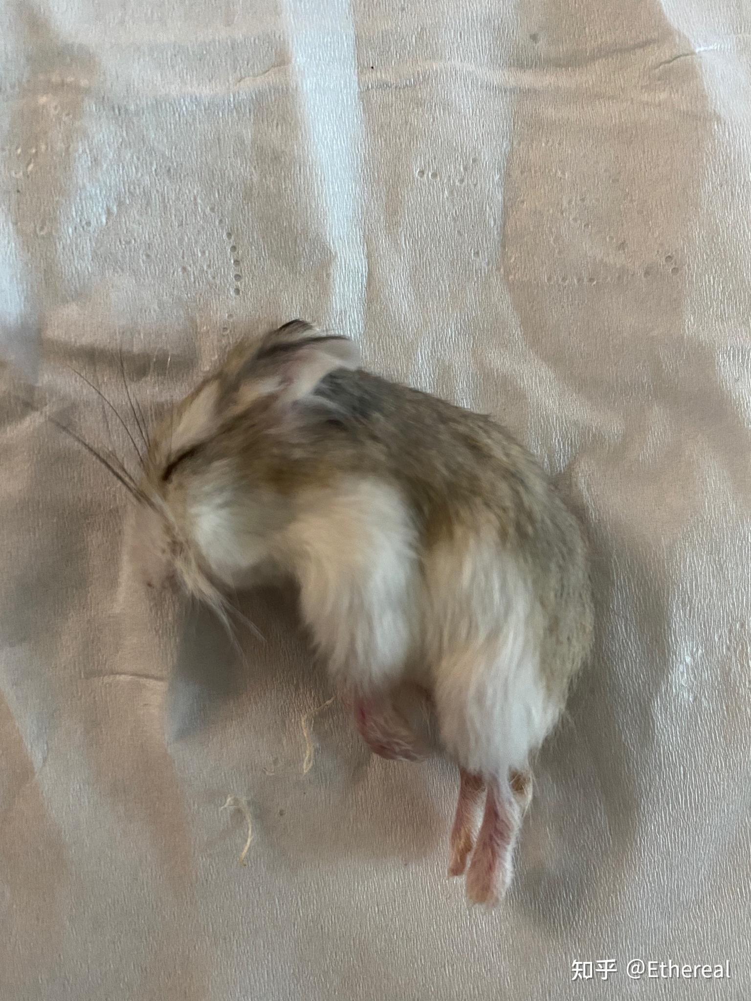仓鼠湿尾死亡症状图片