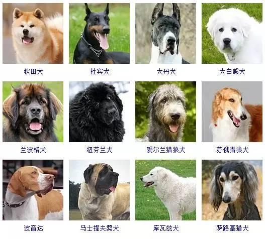 一篇文章让你分清所有狗的品种 - 知乎